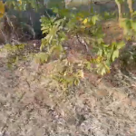 8 acre agriculture land